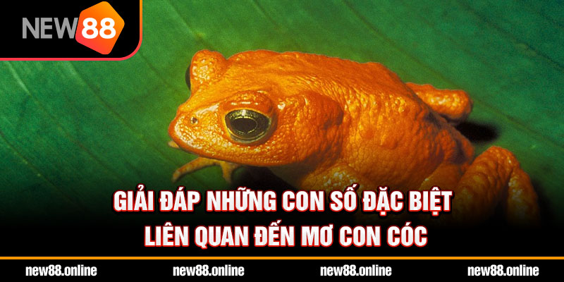 Giải đáp những con số đặc biệt liên quan đến mơ con cóc
