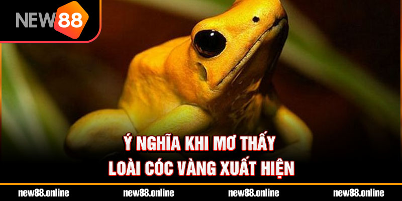 Ý nghĩa khi mơ thấy loài cóc vàng xuất hiện